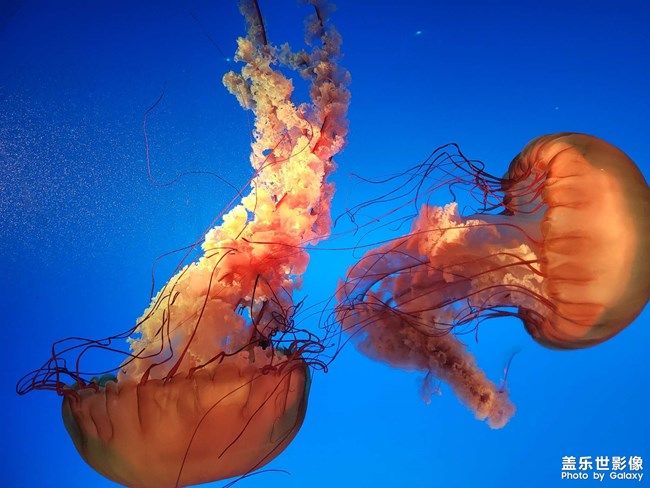 《每周星鮮事》 第96期: 《每周星鮮事》 第96期: