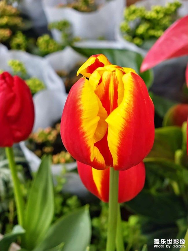 《每周星鮮事》 第96期:Galaxy S22系列 新品上市 立即購買 《每周星鮮事》 第96期:Galaxy S22系列 新品上市 立即購買