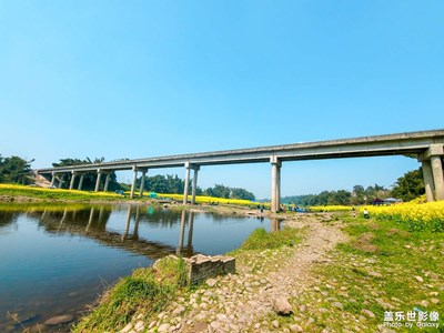 3.7油菜花