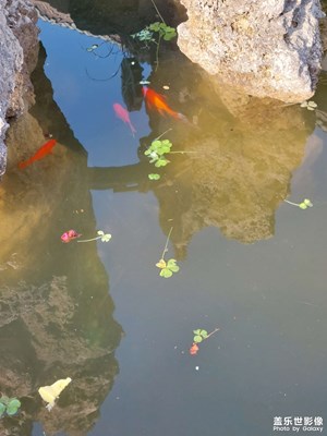 紅魚
