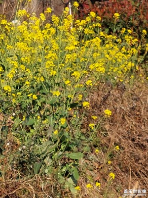油菜花開