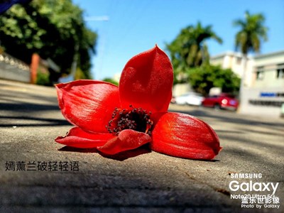 木棉花又開了……