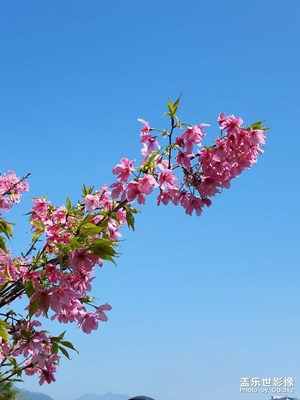 櫻花