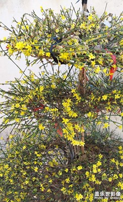 迎春花開