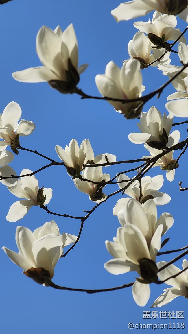 美麗的色彩。