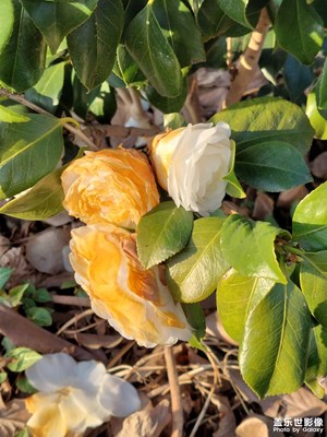 花世界