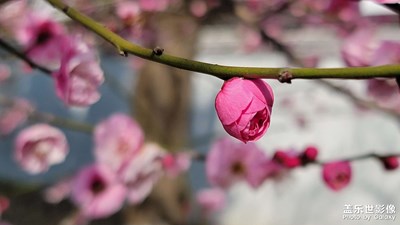 【手機里的記憶】年年有花