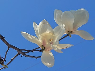 【手機(jī)里的記憶】+玉蘭花開