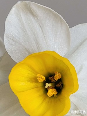 春天的訊息…花信風(fēng)