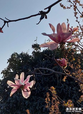 玉蘭花