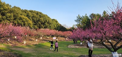 世紀公園梅花