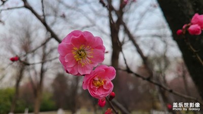 大明宮早春