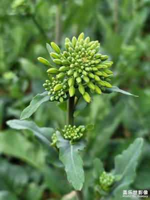 油菜花