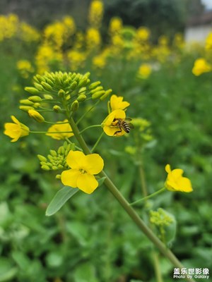 油菜花