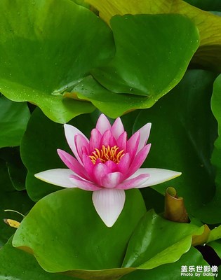 【手機(jī)里的記憶】夏之蓮