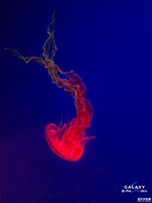 Galaxy S22 Ultra  海之舞