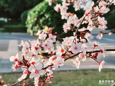 李花盛開