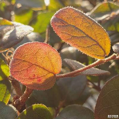 【手機里的記憶】+時光里的葉