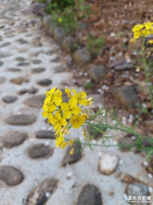 路邊的小花
