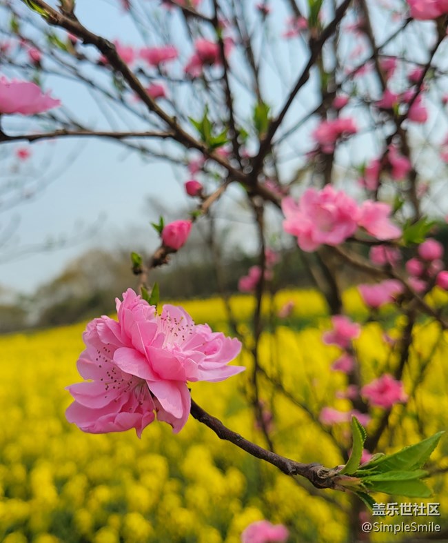 胡亂拍的桃花花兒