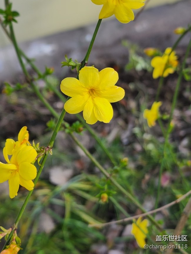 s22U的微距。