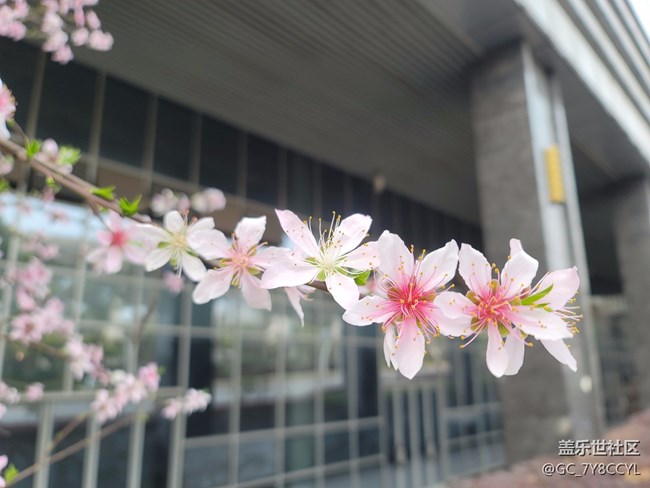 春日風(fēng)景，街景隨拍，純屬分享