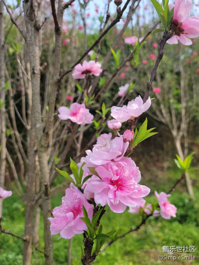 胡亂拍的桃花花兒