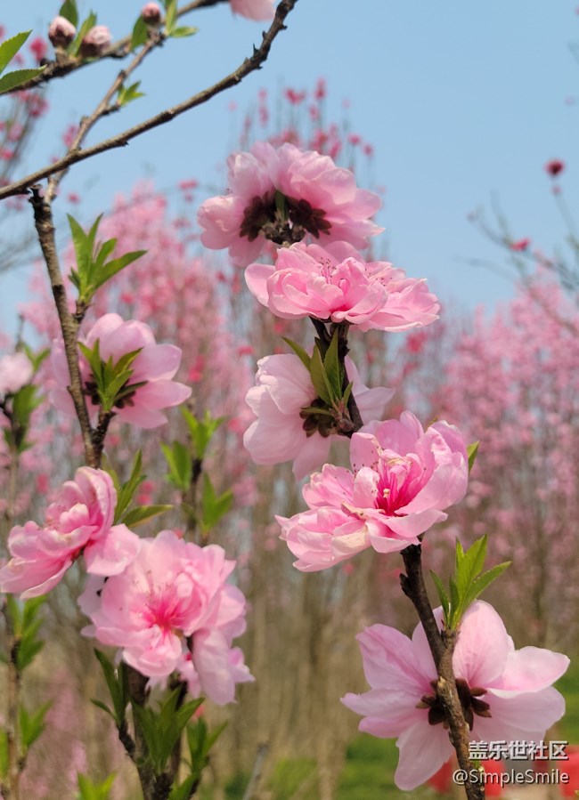 胡亂拍的桃花花兒