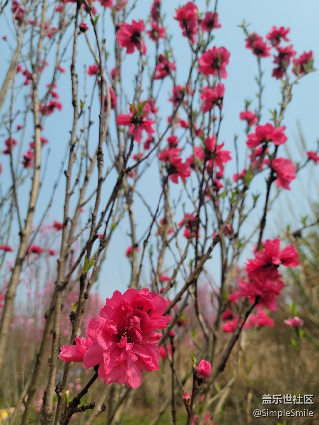 胡亂拍的桃花花兒