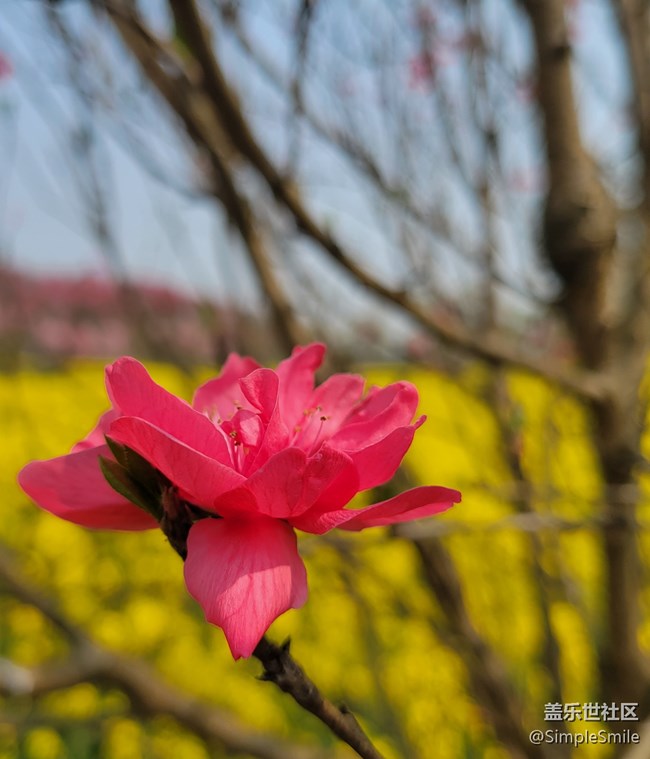 胡亂拍的桃花花兒