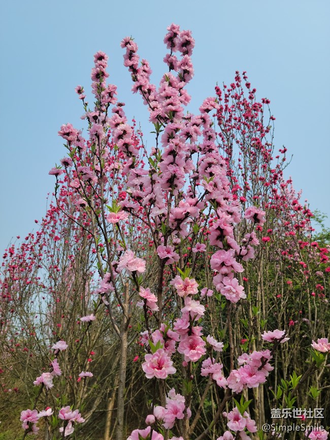 胡亂拍的桃花花兒