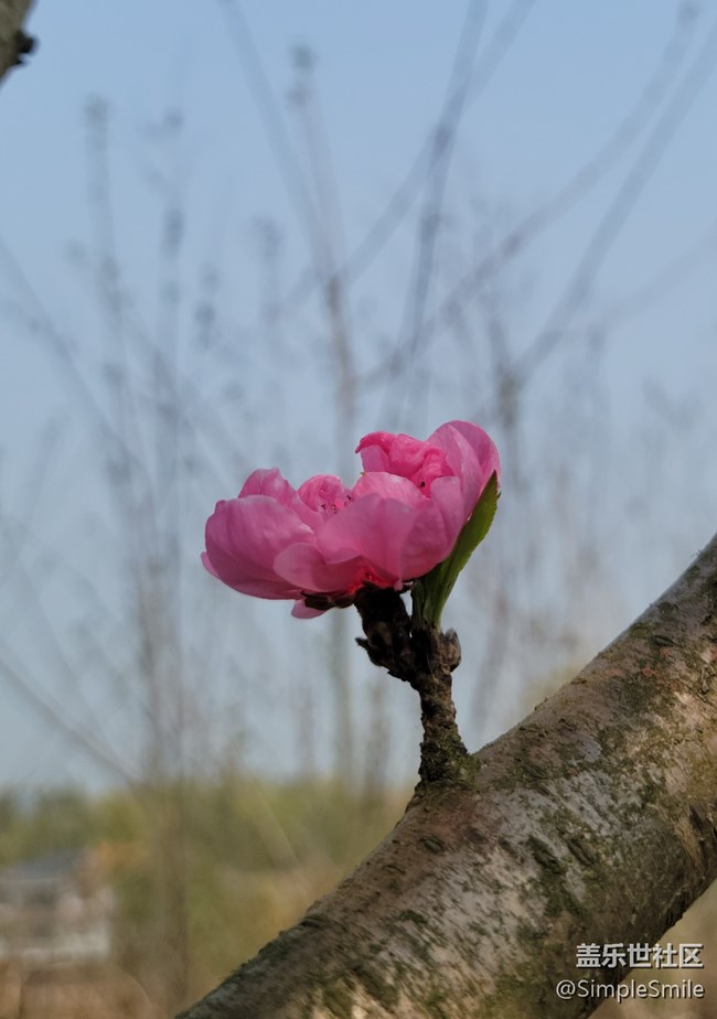 胡亂拍的桃花花兒