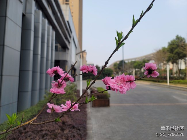 春日風(fēng)景，街景隨拍，純屬分享