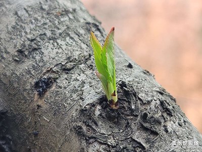 萬物復(fù)蘇