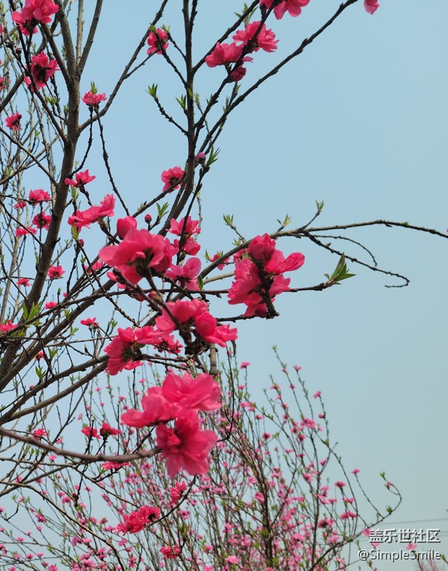 胡亂拍的桃花花兒
