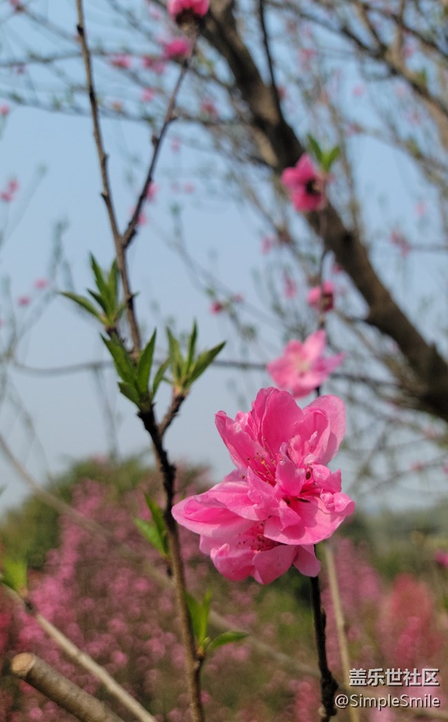 胡亂拍的桃花花兒