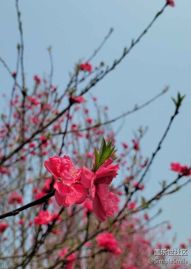 胡亂拍的桃花花兒