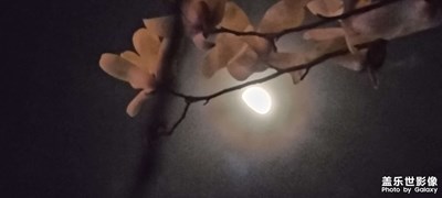 花前月下