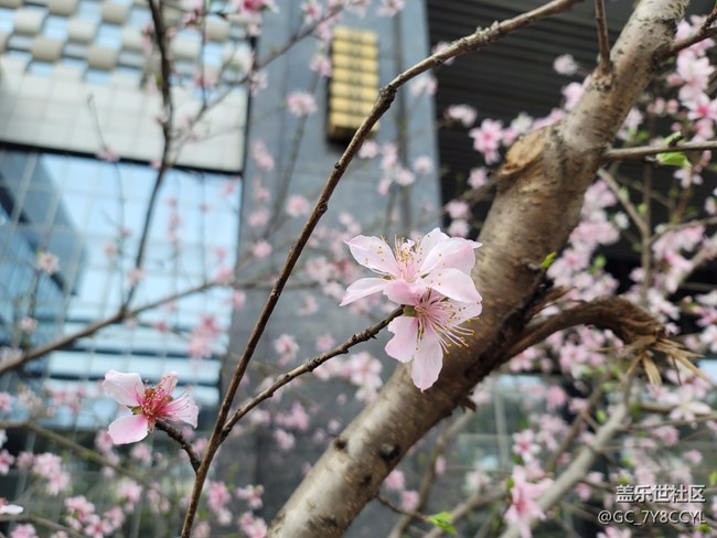 春日風(fēng)景，街景隨拍，純屬分享