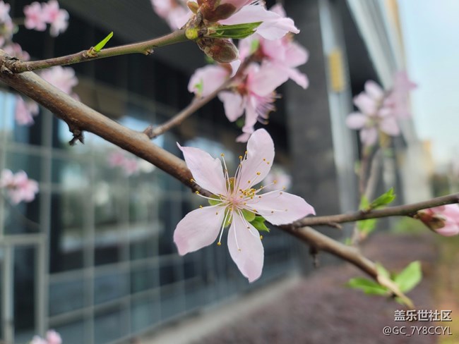春日風(fēng)景，街景隨拍，純屬分享