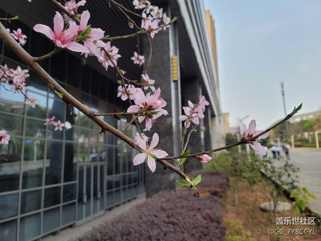 春日風(fēng)景，街景隨拍，純屬分享