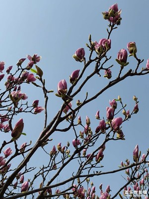 花開了
