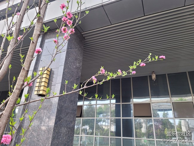 春日風(fēng)景，街景隨拍，純屬分享