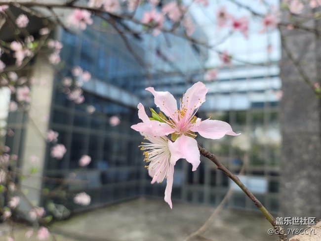 春日風(fēng)景，街景隨拍，純屬分享