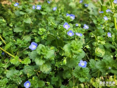蘭花草