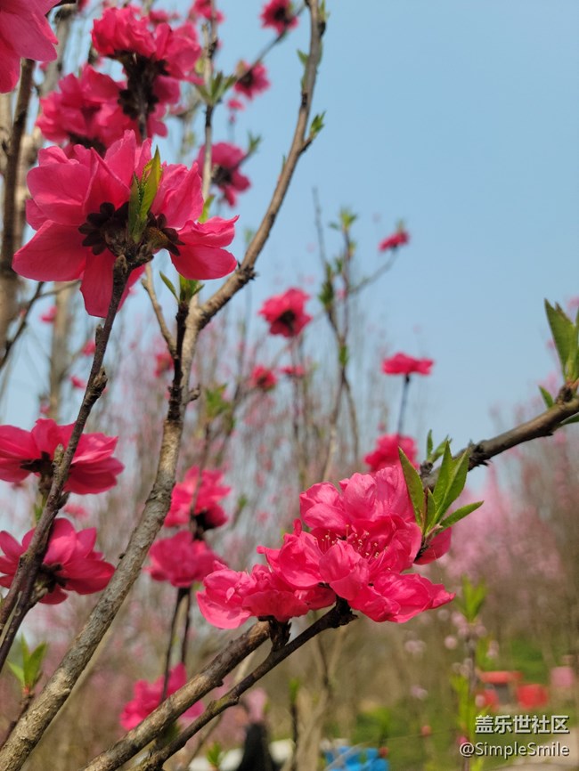 胡亂拍的桃花花兒