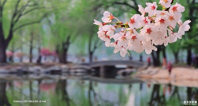 已開獎【蓋樂世影像周賽第232期】——春光好