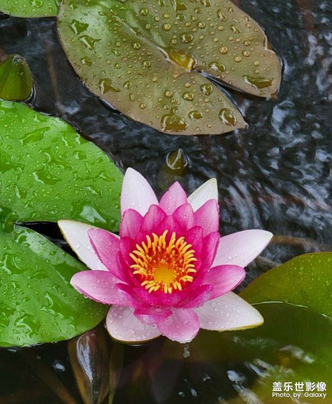 《每周星鮮事》 第97期:三星Galaxy S22系列試用計(jì)劃開啟