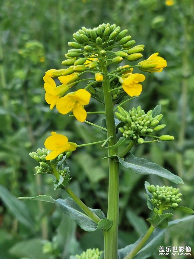 《每周星鮮事》 第97期:三星Galaxy S22系列試用計(jì)劃開啟