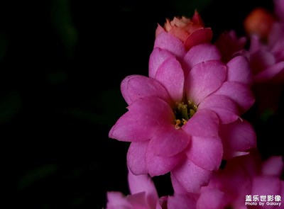 長(zhǎng)壽花